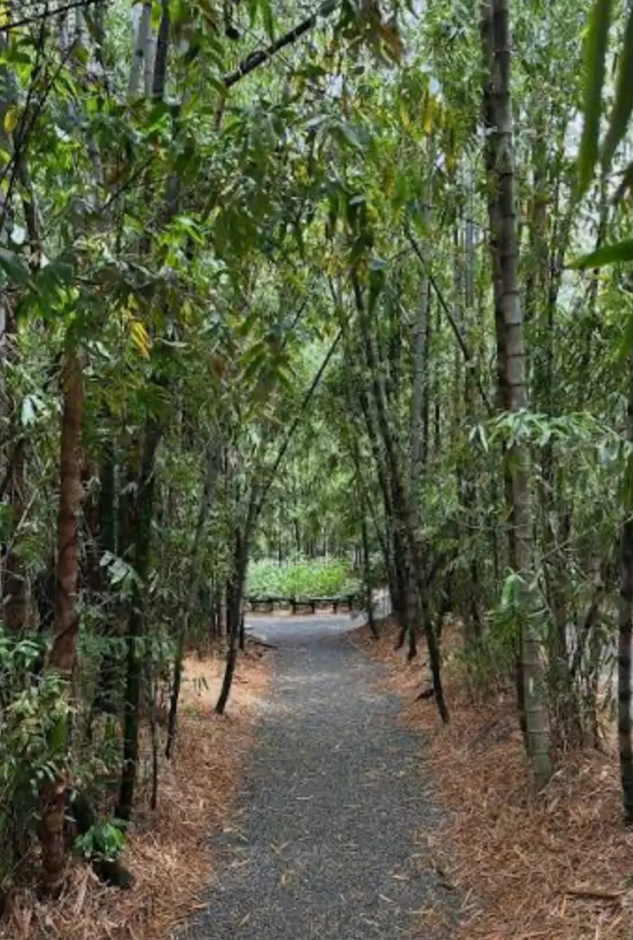 Naturaleza en las afueras de Medellín